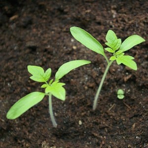 Tomato yang luar biasa dengan pulpa berair dan rasa yang sangat baik - Cornabel f1