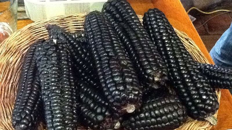 An exotic vegetable with an amazing appearance - black corn: properties, use in cooking and folk medicine