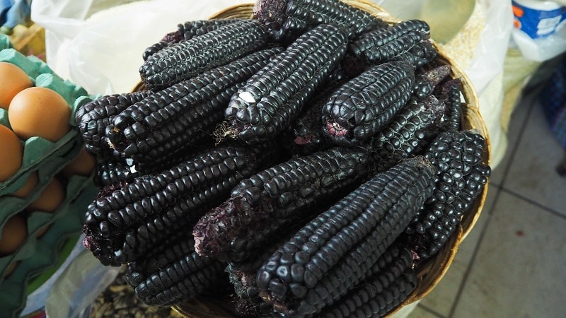 An exotic vegetable with an amazing appearance - black corn: properties, use in cooking and folk medicine