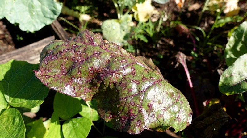 Com tractar la cercospora de la remolatxa i prevenir l'aparició d'aquesta malaltia en el futur