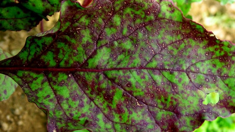 Hur man behandlar betor cercospora och förhindrar uppkomsten av denna sjukdom i framtiden