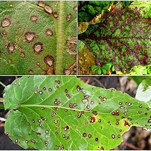 Cómo tratar la cercospora de remolacha y prevenir la aparición de esta enfermedad en el futuro.