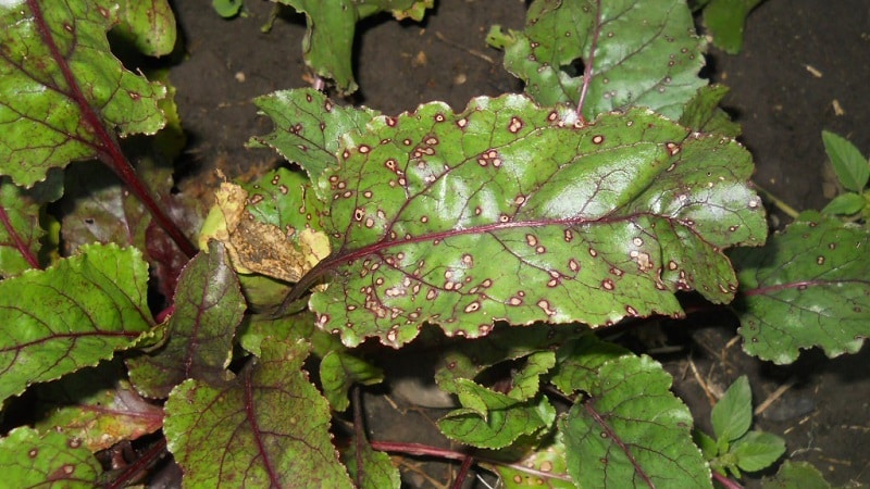 Hvordan behandle bete cercospora og forhindre forekomsten av denne sykdommen i fremtiden