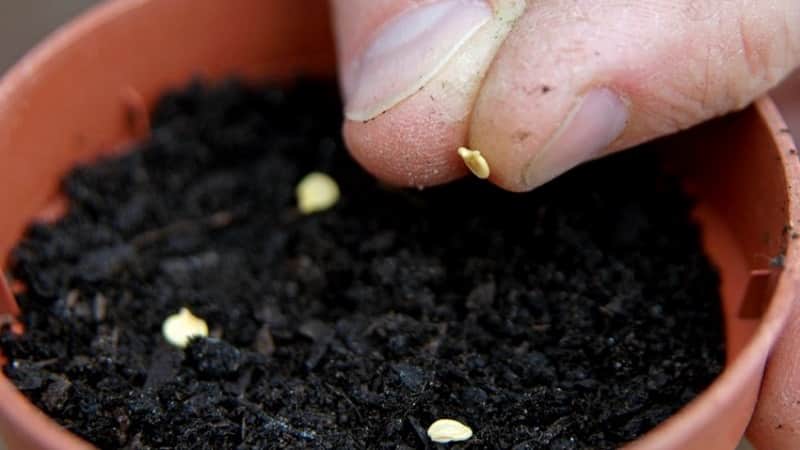 Cómo cultivar correctamente pimientos del grupo Gogoshary: características de las variedades y reseñas de los residentes de verano.