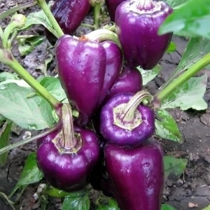 Ang pinakamahusay na mga varieties ng purple peppers at ang kanilang mga katangian