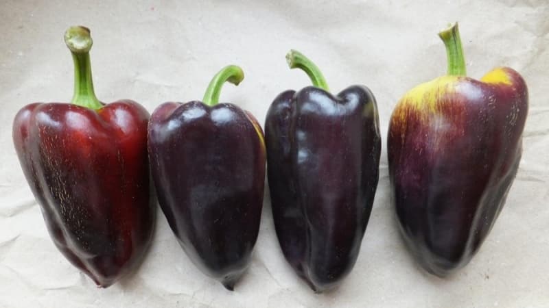 Ang pinakamahusay na mga varieties ng purple peppers at ang kanilang mga katangian