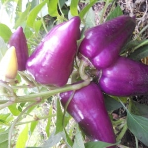 Ang pinakamahusay na mga varieties ng purple peppers at ang kanilang mga katangian