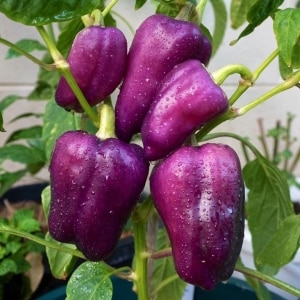 Ang pinakamahusay na mga varieties ng purple peppers at ang kanilang mga katangian