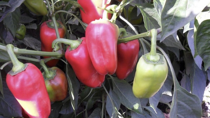 Variedad de pimiento Morozko de alto rendimiento y maduración temprana para invernaderos y campo abierto.