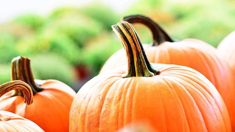 The benefits and harms of raw pumpkin: using a fresh vegetable with maximum effect