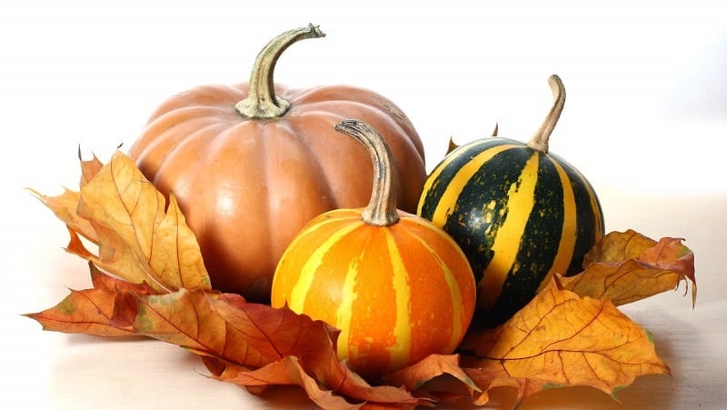 The benefits and harms of raw pumpkin: using a fresh vegetable with maximum effect