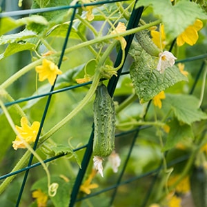 Tidlig modning Murashka agurk som ikke krever pollinering fra innenlandske oppdrettere