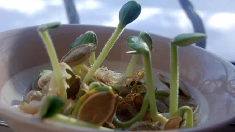 Brots de carbassa per a plàntules i menjar a casa: com fer germinar llavors de carbassa i conservar-les durant molt de temps