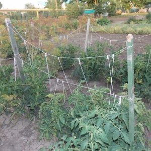 A fairy tale on your site - the Princess Frog tomato: reviews and recommendations for proper cultivation