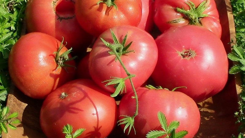 En sort med fantastisk smak som du definitivt kommer att älska - Raspberry Giant tomat