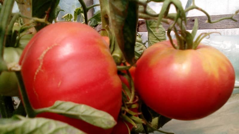 Iba't ibang may kamangha-manghang lasa na tiyak na magugustuhan mo - Raspberry Giant tomato