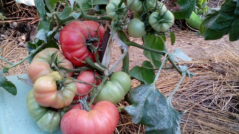 Odrůda s úžasnou chutí, kterou si určitě zamilujete - Raspberry Giant tomato