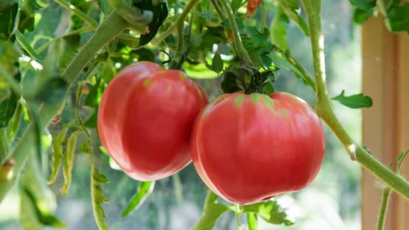 Pelbagai dengan rasa yang menakjubkan yang anda pasti akan suka - tomato Raspberry Giant