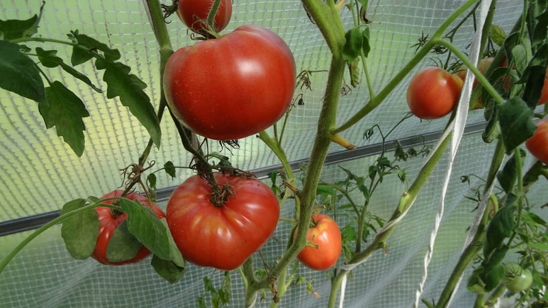 En sort med fantastisk smak som du definitivt kommer att älska - Raspberry Giant tomat