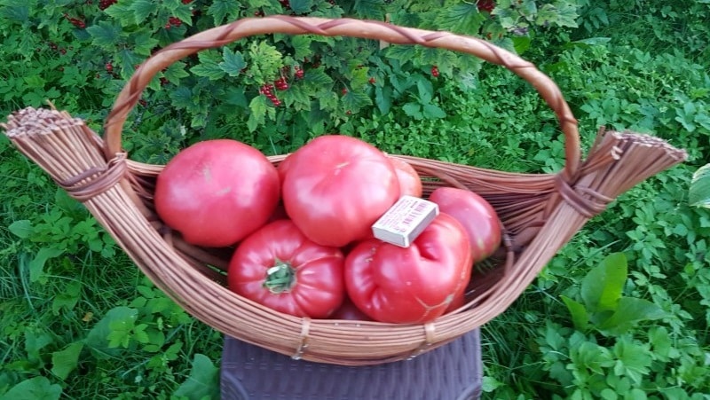 En variant med fantastisk smak som du garantert vil elske - Raspberry Giant tomat