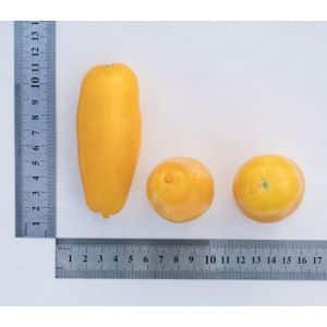 An amazing variety for experimental gardeners - the Banana Legs tomato and recommendations for growing it