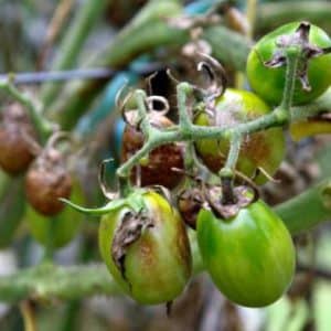 An amazing variety for experimental gardeners - the Banana Legs tomato and recommendations for growing it