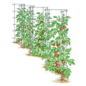 An amazing variety for experimental gardeners - the Banana Legs tomato and recommendations for growing it