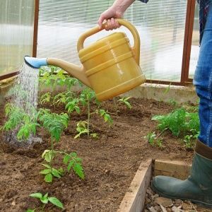 Una variedad asombrosa para jardineros experimentales: el tomate Banana Legs y recomendaciones para cultivarlo