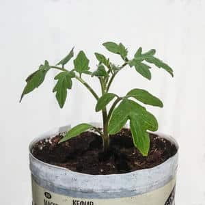 Una variedad asombrosa para jardineros experimentales: el tomate Banana Legs y recomendaciones para cultivarlo