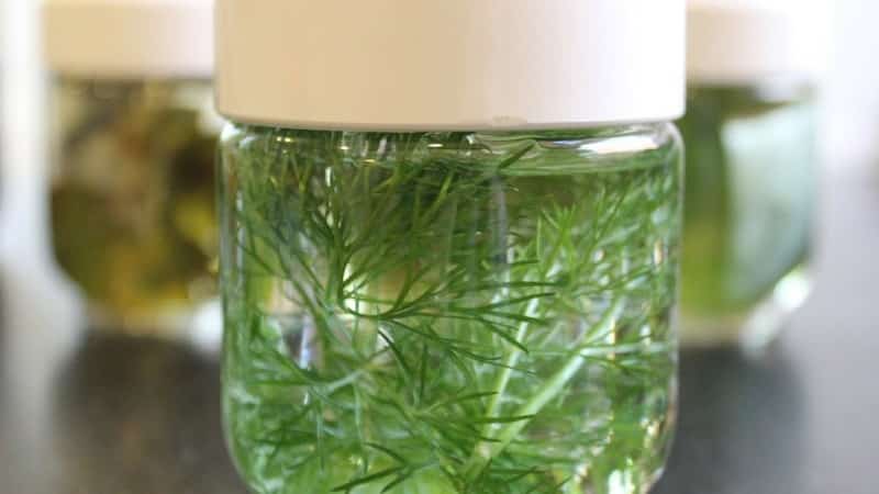 A tasty and healthy way to fight excess weight: dill for weight loss