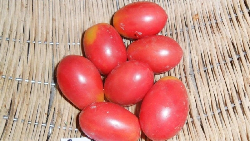 Una rica cosecha de pequeños tomates con forma de ciruela de cada arbusto: tomate rosa pasa y los secretos para cuidarlo