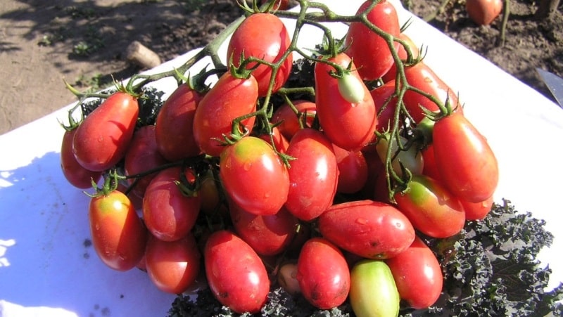 Een rijke oogst van kleine pruimvormige tomaten uit elke struik - Roze rozijntomaat en de geheimen van de verzorging ervan