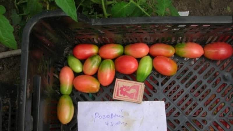 Isang masaganang ani ng maliliit na kamatis na hugis plum mula sa bawat bush - Pink na pasas na kamatis at ang mga lihim ng pag-aalaga dito