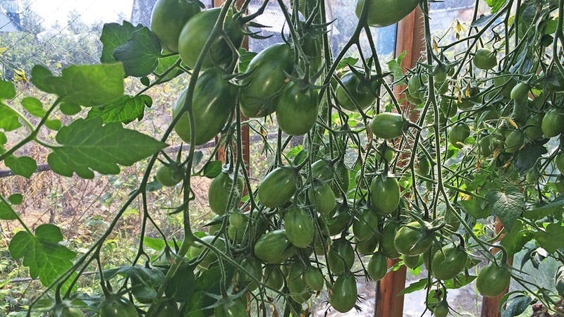 Isang masaganang ani ng maliliit na kamatis na hugis plum mula sa bawat bush - Pink na pasas na kamatis at ang mga lihim ng pag-aalaga dito