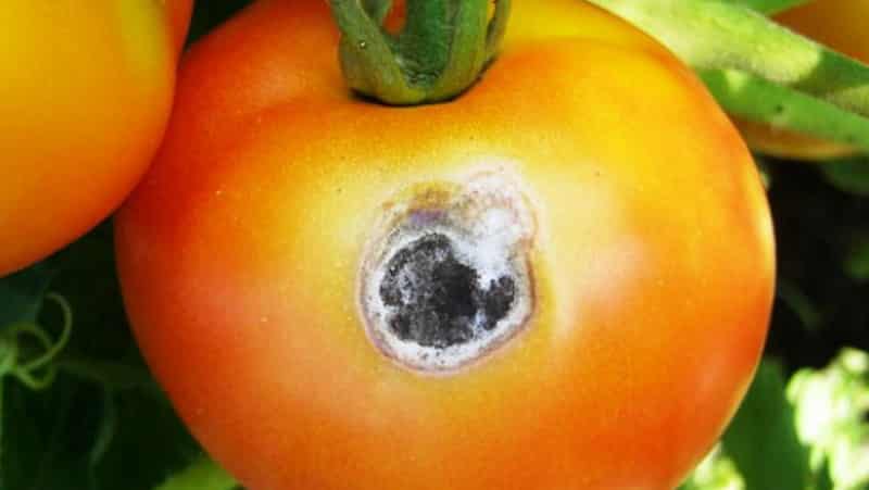 Lidamos rapidamente com o problema descoberto dos tomates: apareceram buracos nos tomates - o que fazer e como salvar sua colheita