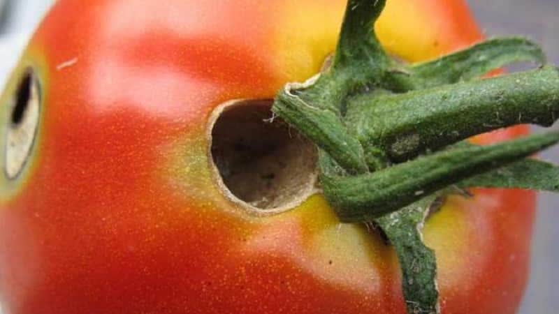 Lidamos rapidamente com o problema descoberto dos tomates: apareceram buracos nos tomates - o que fazer e como salvar sua colheita