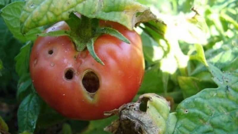 Kami dengan cepat menangani masalah tomato yang ditemui: lubang telah muncul pada tomato - apa yang perlu dilakukan dan bagaimana untuk menyelamatkan hasil tuaian anda