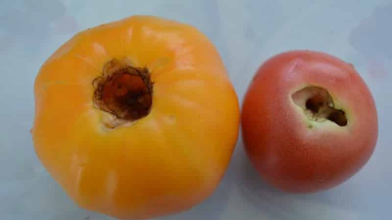 Affrontiamo rapidamente il problema scoperto dei pomodori: sono comparsi dei buchi nei pomodori: cosa fare e come salvare il raccolto