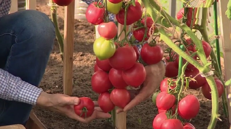 Apa yang baik tentang tomato Raspberry Empire dan cara menanamnya sendiri - panduan praktikal