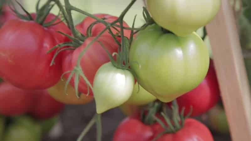 O que há de bom no tomate Raspberry Empire e como cultivá-lo você mesmo - um guia prático