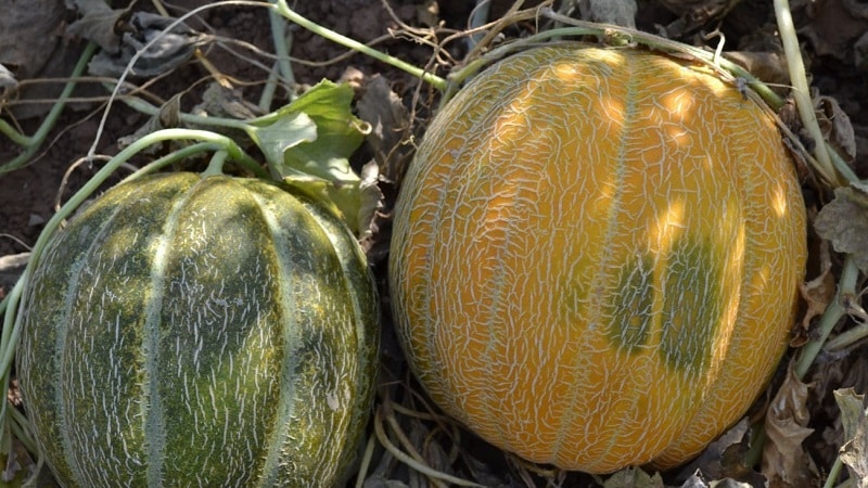 Cosa c'è di buono nel melone etiope e perché dovresti provare a coltivarlo da solo