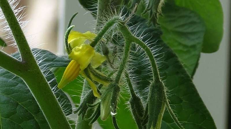 Hva skal jeg gjøre hvis tomater blomstrer i et drivhus, men det er ingen eggstokker?