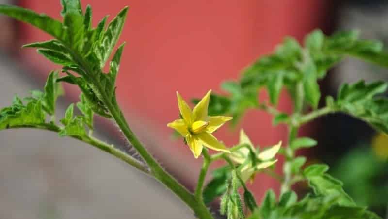 Hva skal jeg gjøre hvis tomater blomstrer i et drivhus, men det er ingen eggstokker?