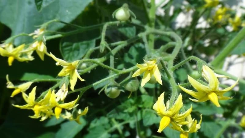 Was tun, wenn Tomaten im Gewächshaus blühen, aber keine Eierstöcke vorhanden sind?