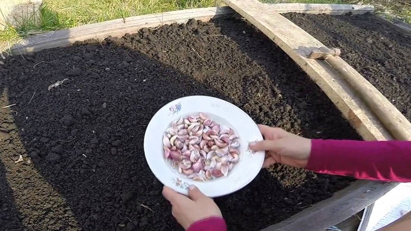 Ano ang spring na bawang at kung paano palaguin ito ng tama: isang sunud-sunod na gabay at mga lihim ng mga nakaranasang hardinero