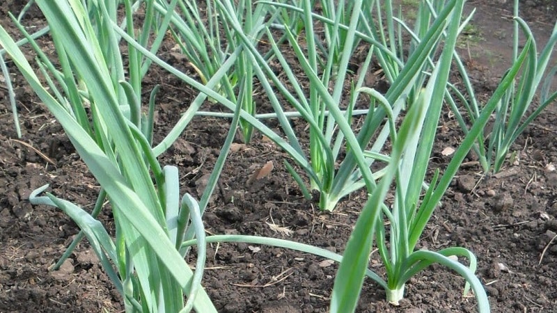 Ano ang spring na bawang at kung paano palaguin ito ng tama: isang sunud-sunod na gabay at mga lihim ng mga nakaranasang hardinero