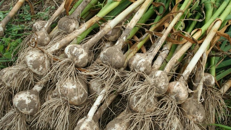 Ano ang spring na bawang at kung paano palaguin ito ng tama: isang sunud-sunod na gabay at mga lihim ng mga nakaranasang hardinero