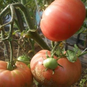 Dará una cosecha tardía, pero estará a la altura de las expectativas: el tomate sorpresa de Andreevsky