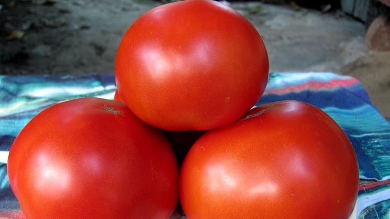 Darà un raccolto tardivo, ma sarà all'altezza delle aspettative: il pomodoro a sorpresa Andreevskij