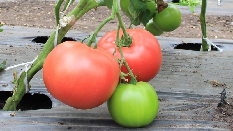 A favorite among summer residents for growing in a greenhouse is the Babushkino Lukoshko tomato.